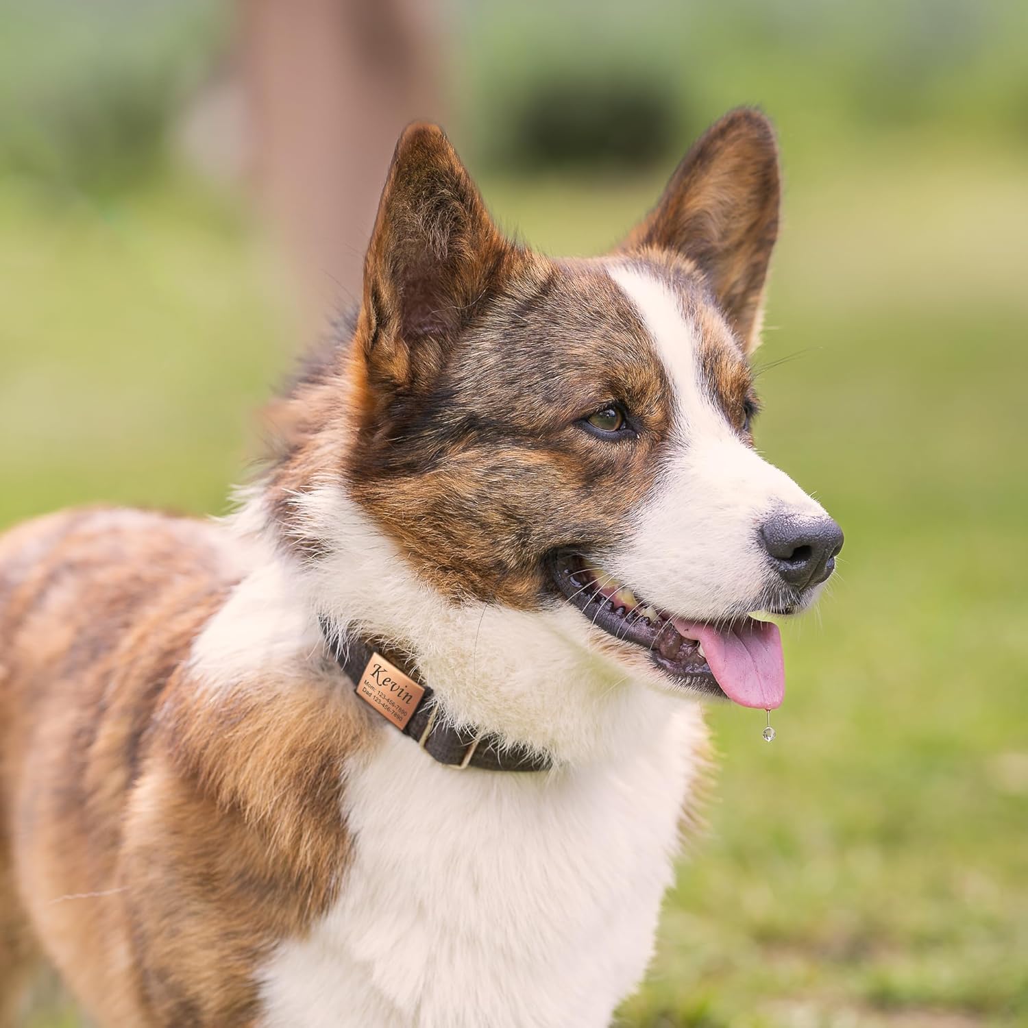 Durable hypoallergenic imported personalized pet identification accessory