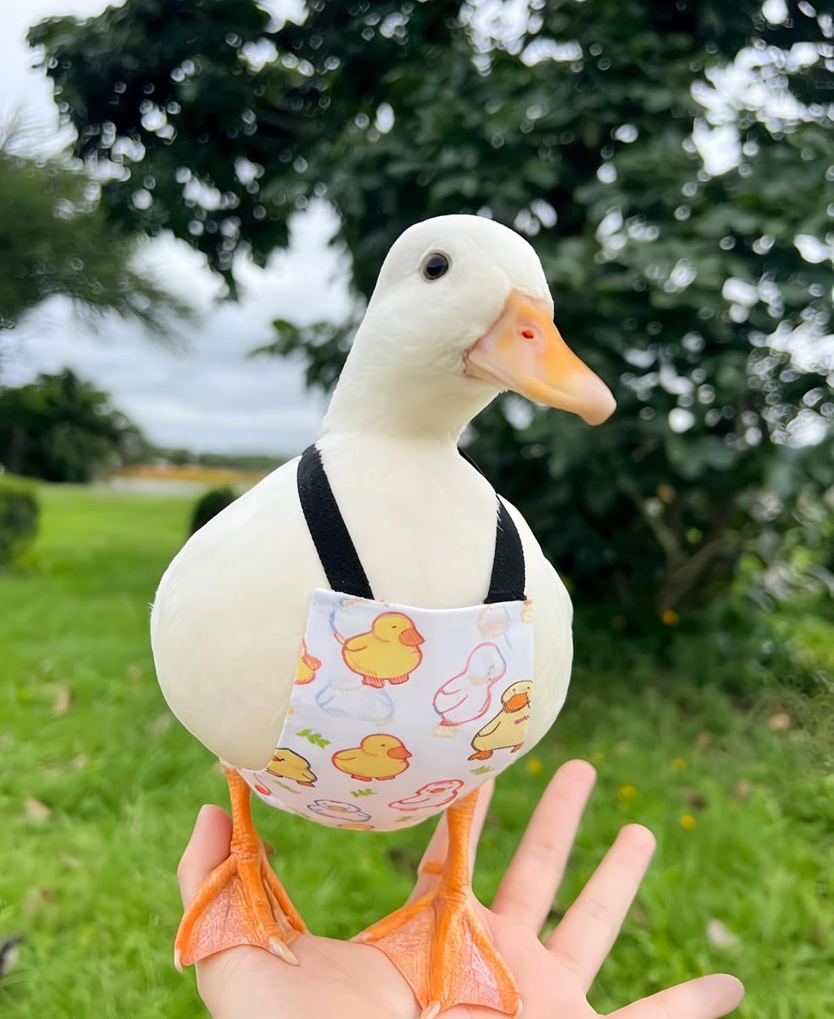 Large size poultry diaper flat lay showing full structure