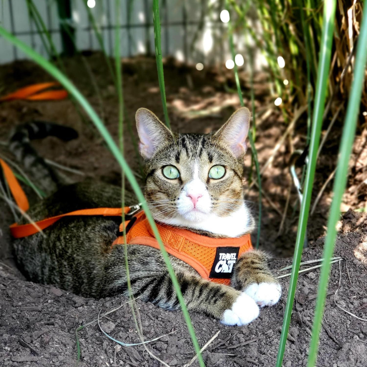 Packaging and complete contents of the Fat Cat pet walking set