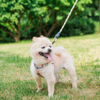 BEAUTYZOO no pull dog vest and tangle free swivel hook leash set