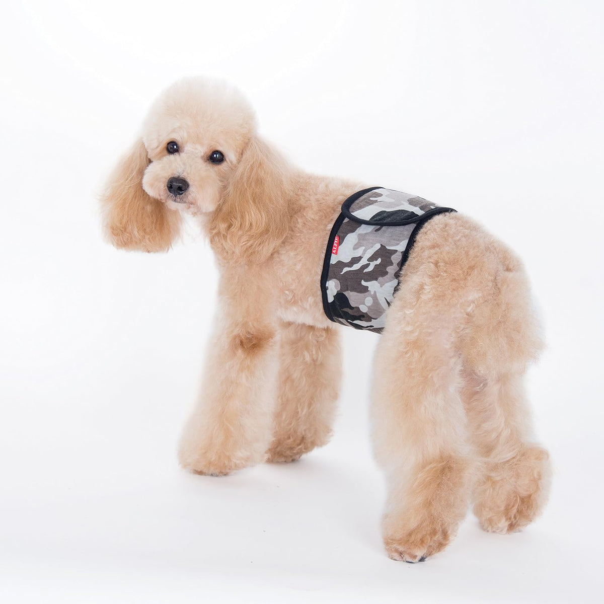 Alfie Pet male dog diaper wrap adjustable velcro closure close up