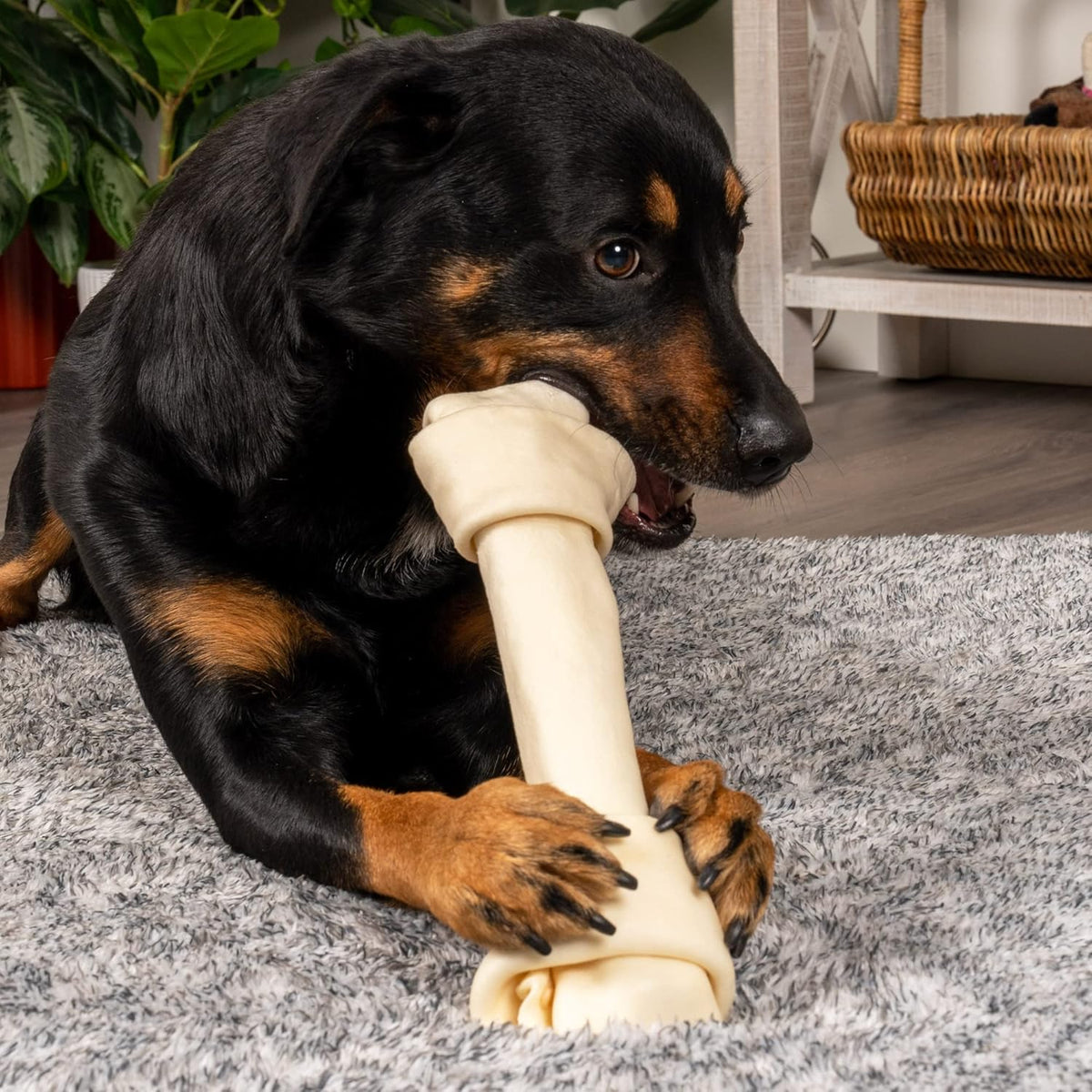 Pet Factory 79913 model large safety certified premium rawhide pet treat