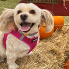 Best Pet Supplies Voyager Step-in Air Harness sizing guide graphic