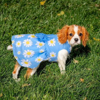 BAOBICUTE small pet summer clothing featuring watermelon and strawberry prints