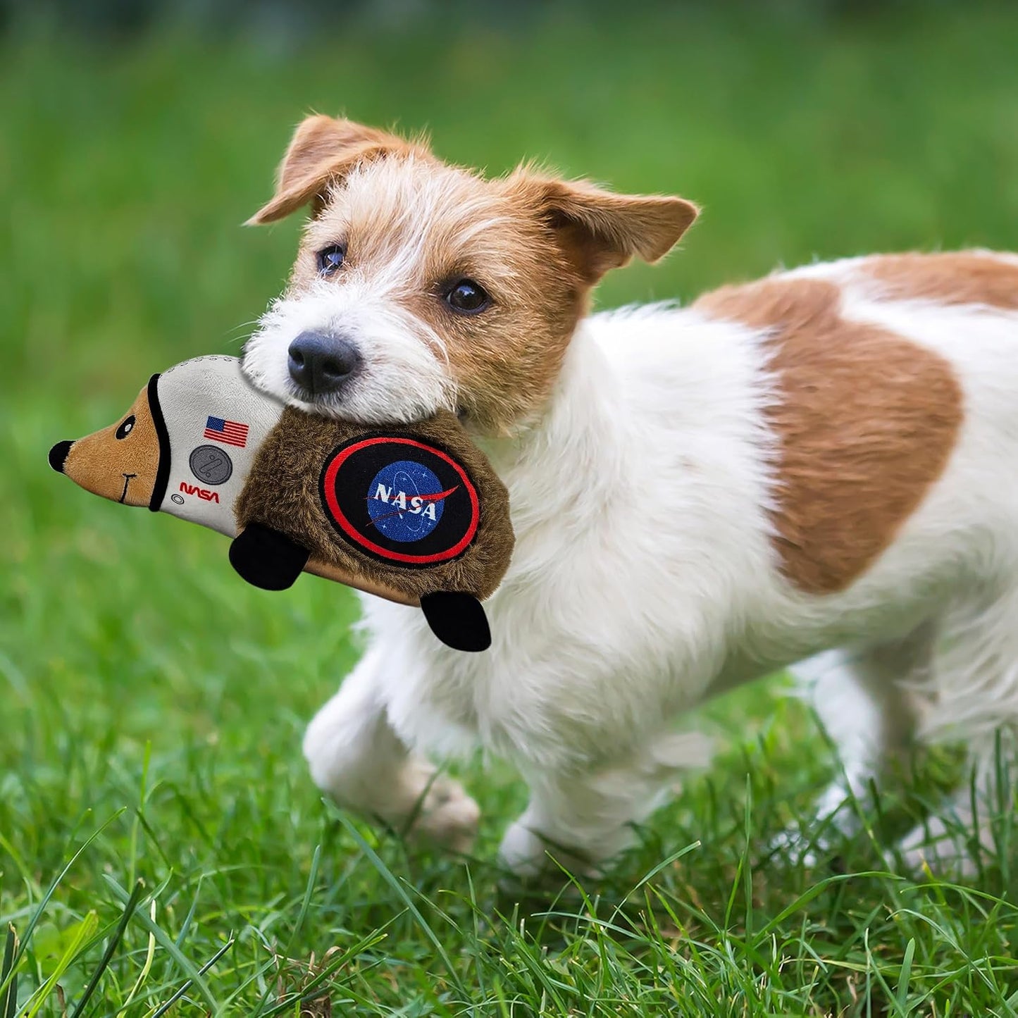 Soft plush hedgehog pet toy with built-in squeaker for dogs and cats