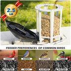 Birdream solar bird feeder hanging outdoors in a lush garden setting