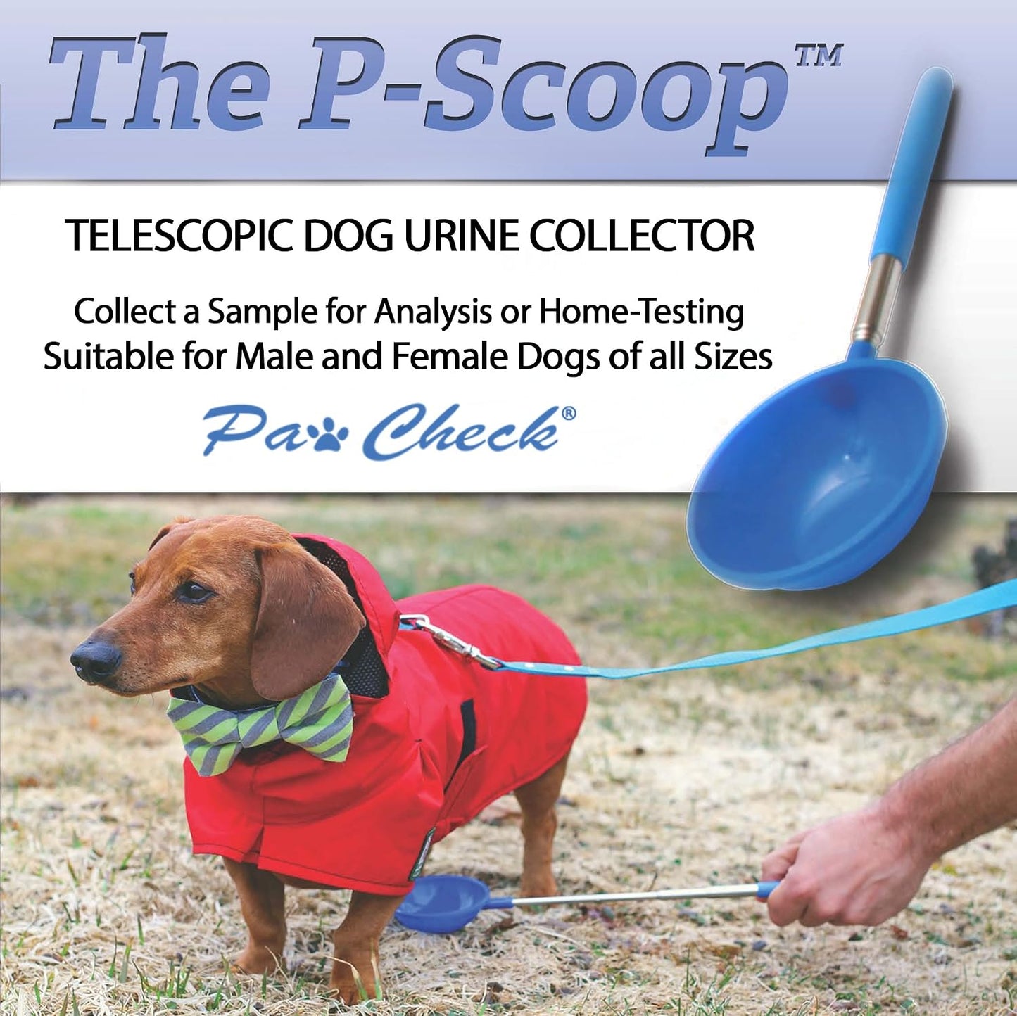 PawCheck P-Scoop non-invasive dog urine catcher extended to maximum length for hygienic veterinary sample collection.