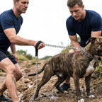 Chrome plated iron chain leash demonstrating high tensile resistance for large breeds.