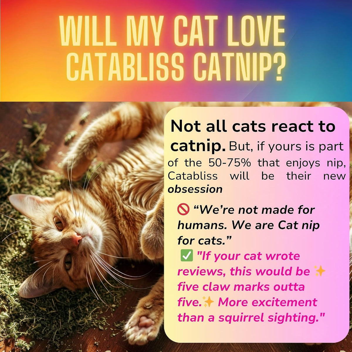 Airtight resealable jar of Catabliss catnip for indoor cats