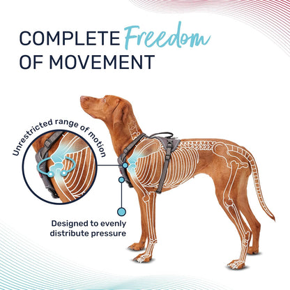 Halti Anatomy no pull harness side profile view