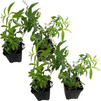 Live Herb - Catnip (Nepeta) (4 Per Pack), Aromatic and Cat Enrichment, Helps Reduce Cat Stress and Anxiety, 8" Tall by 4" Wide in 1 Pint Pot - Image 12
