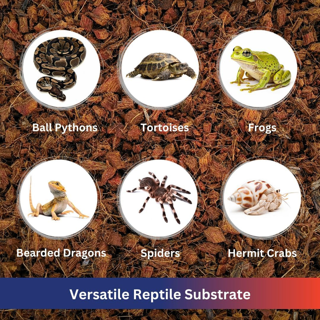 Tropical reptile enclosure setup featuring organic coconut chip bedding