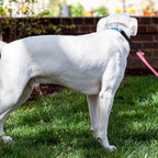 Side angle view of the premium anti tangle pet walking couplers emphasizing the 0.6 inch strap thickness.