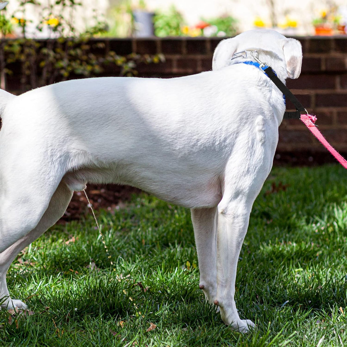 Side angle view of the premium anti tangle pet walking couplers emphasizing the 0.6 inch strap thickness.