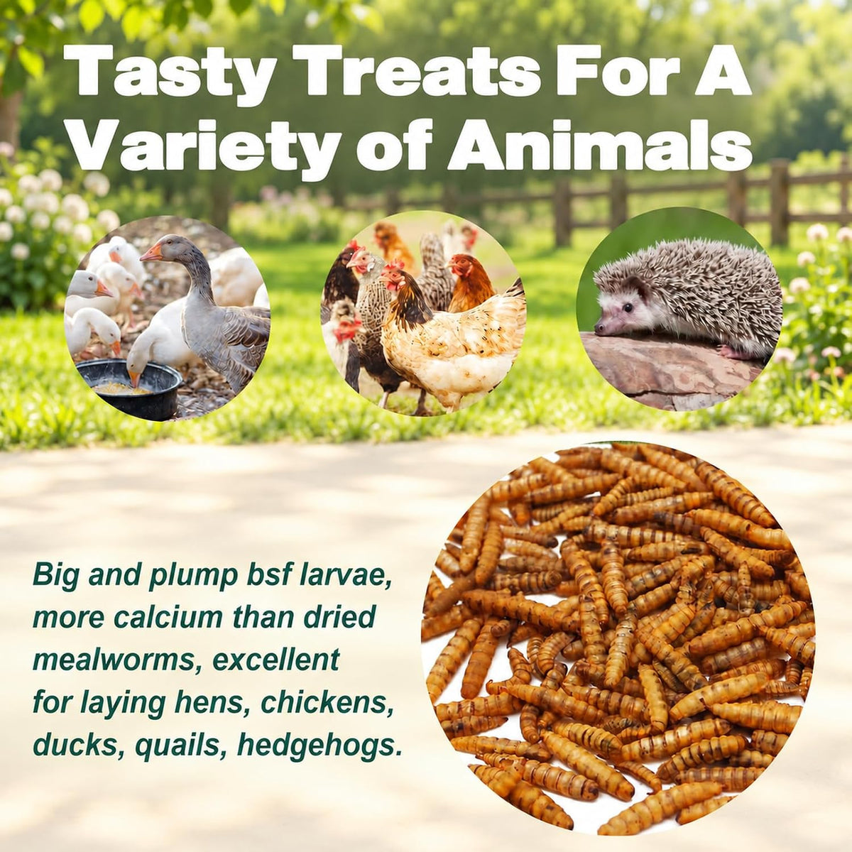 5LB Dried Black Soldier Fly Larvae for Chickens, Reptiles & Birds - Image 4