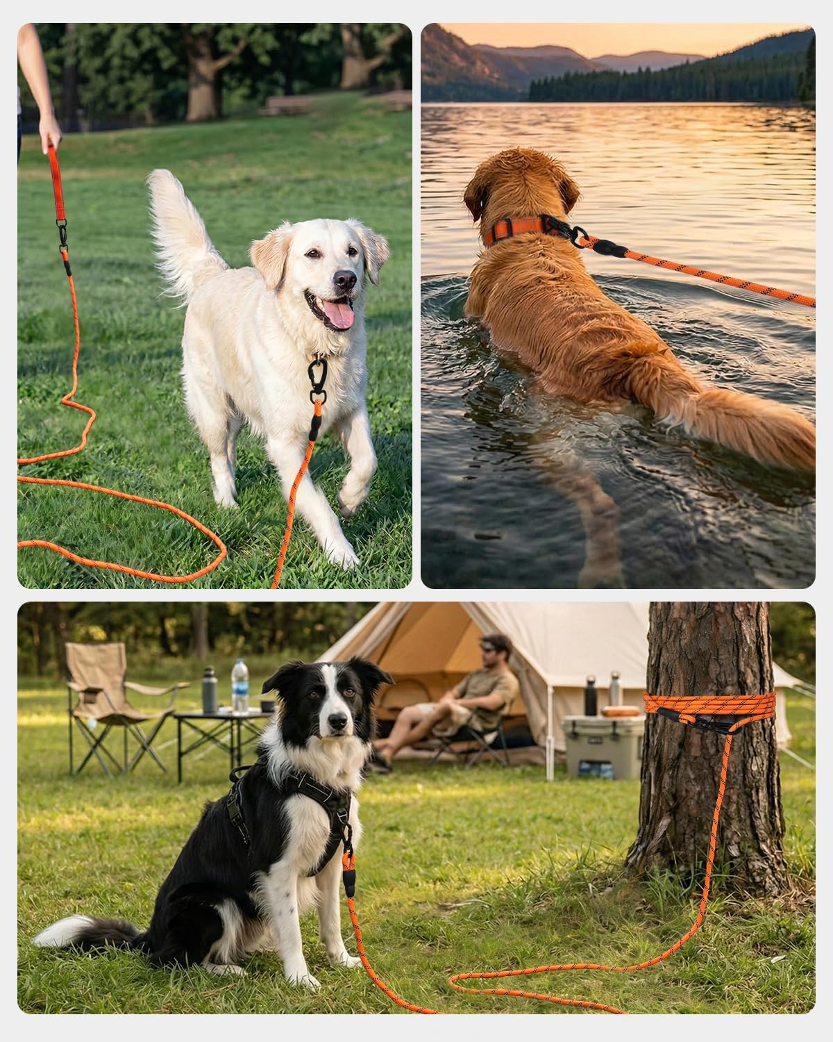 Large dog training outdoors with the thirty feet Joytale long line