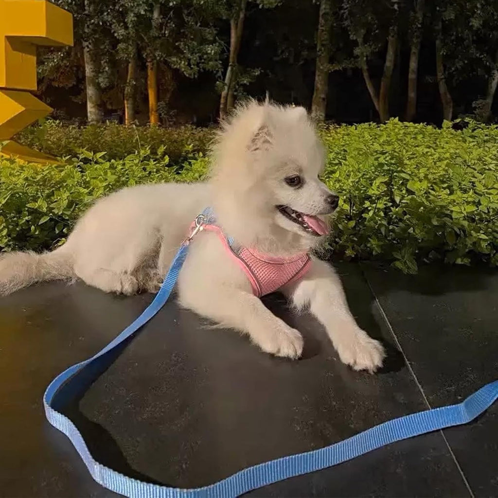 Detailed view of nylon leash and pet harness set