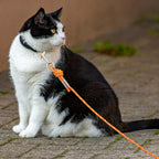 Petpmeee 30 feet cat leash outdoor usage scenario