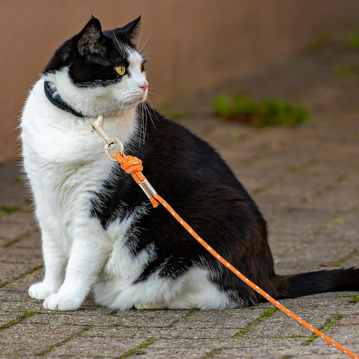 Petpmeee 30 feet cat leash outdoor usage scenario
