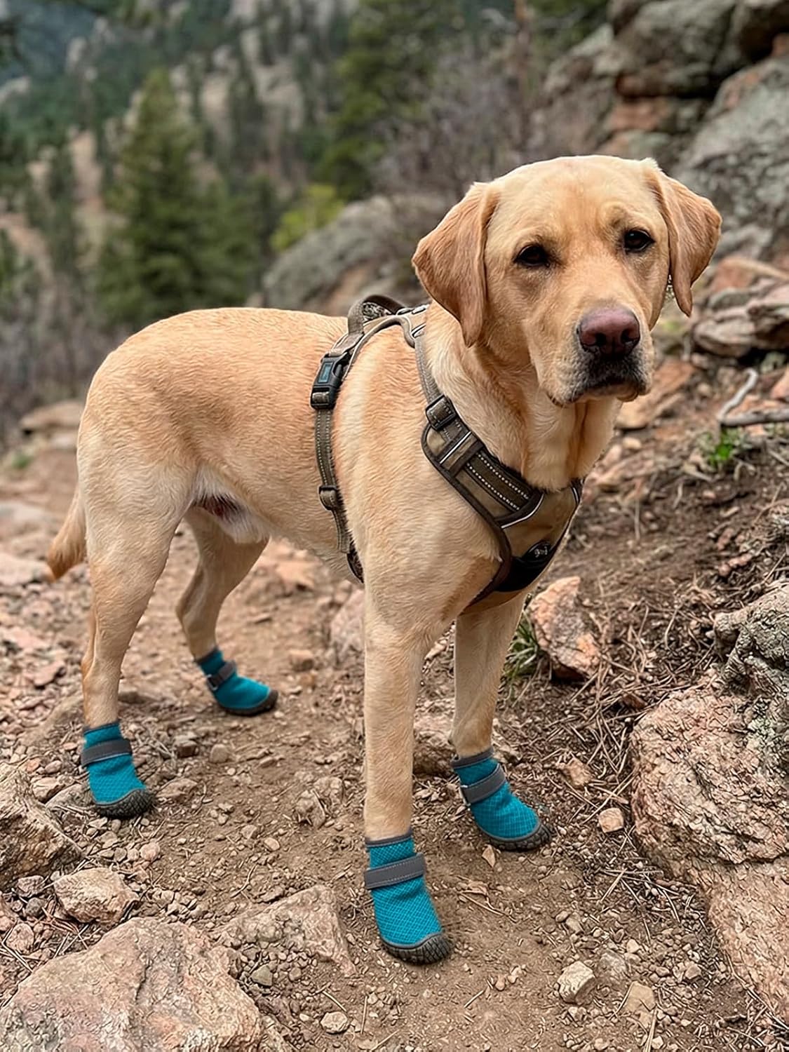 Hook and loop strap detail for secure dog shoe fit