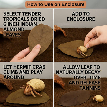 Top view of Tender Tropicals natural leaf litter for reptiles