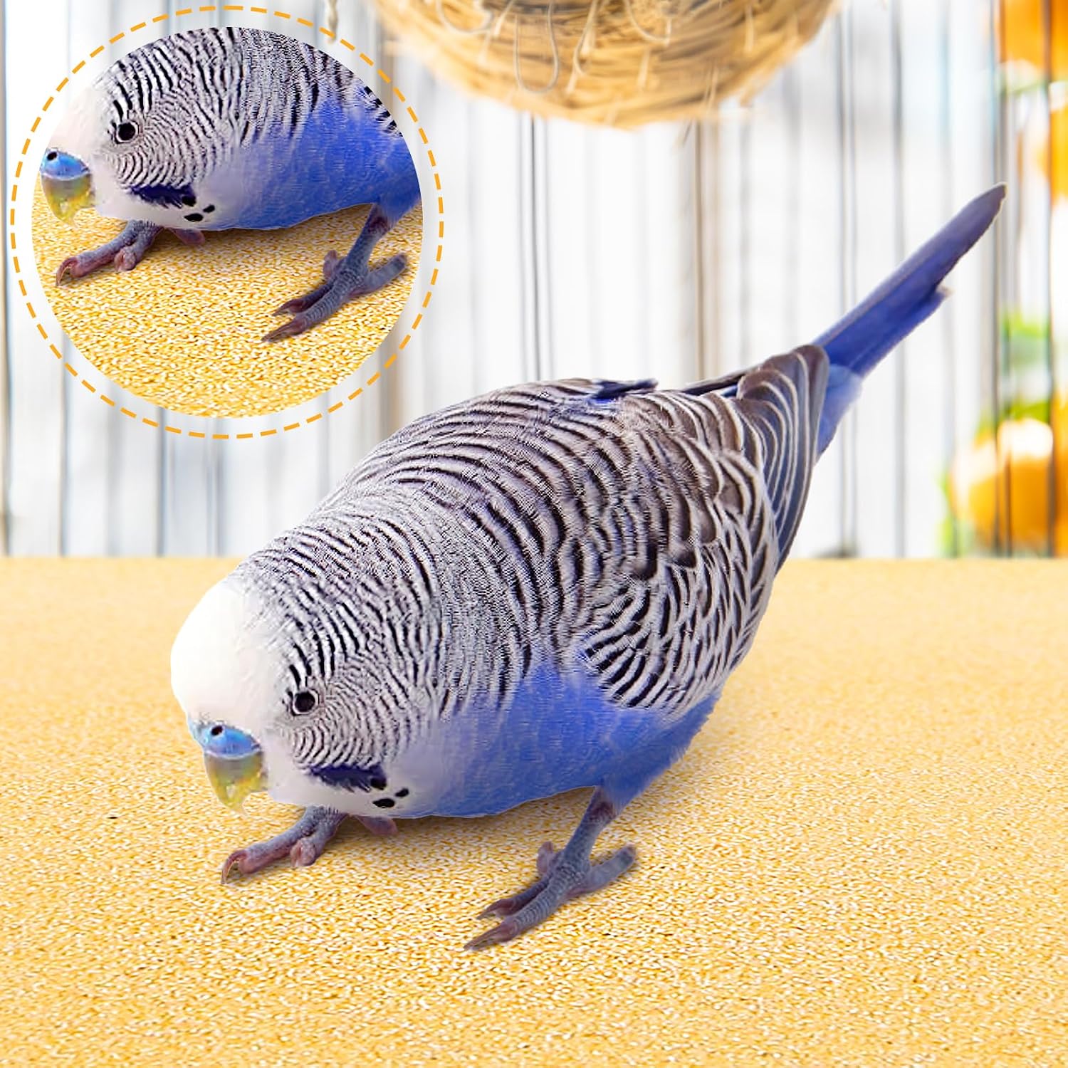 Natural quartz surface detail on bird cage liner paper
