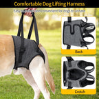 Senior dog wearing Heywean hind leg support harness for climbing stairs