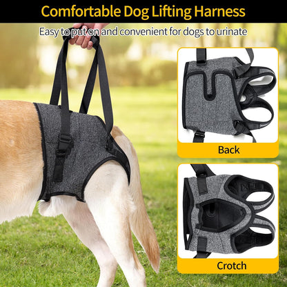 Senior dog wearing Heywean hind leg support harness for climbing stairs