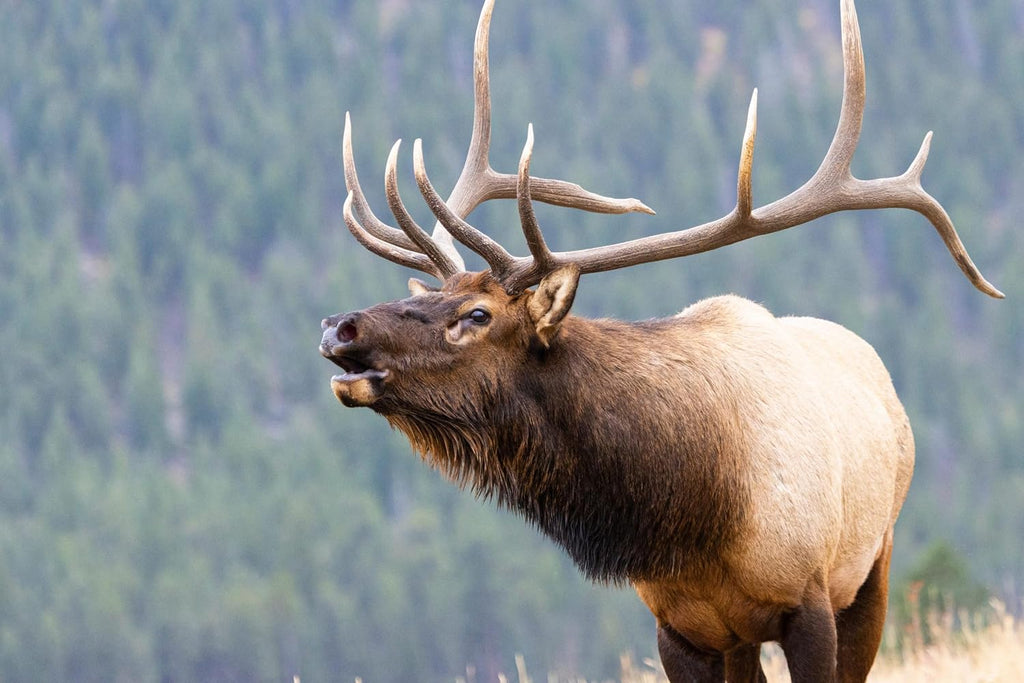 Natural USA sourced antler chew for dental health