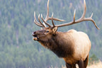 Natural USA sourced antler chew for dental health