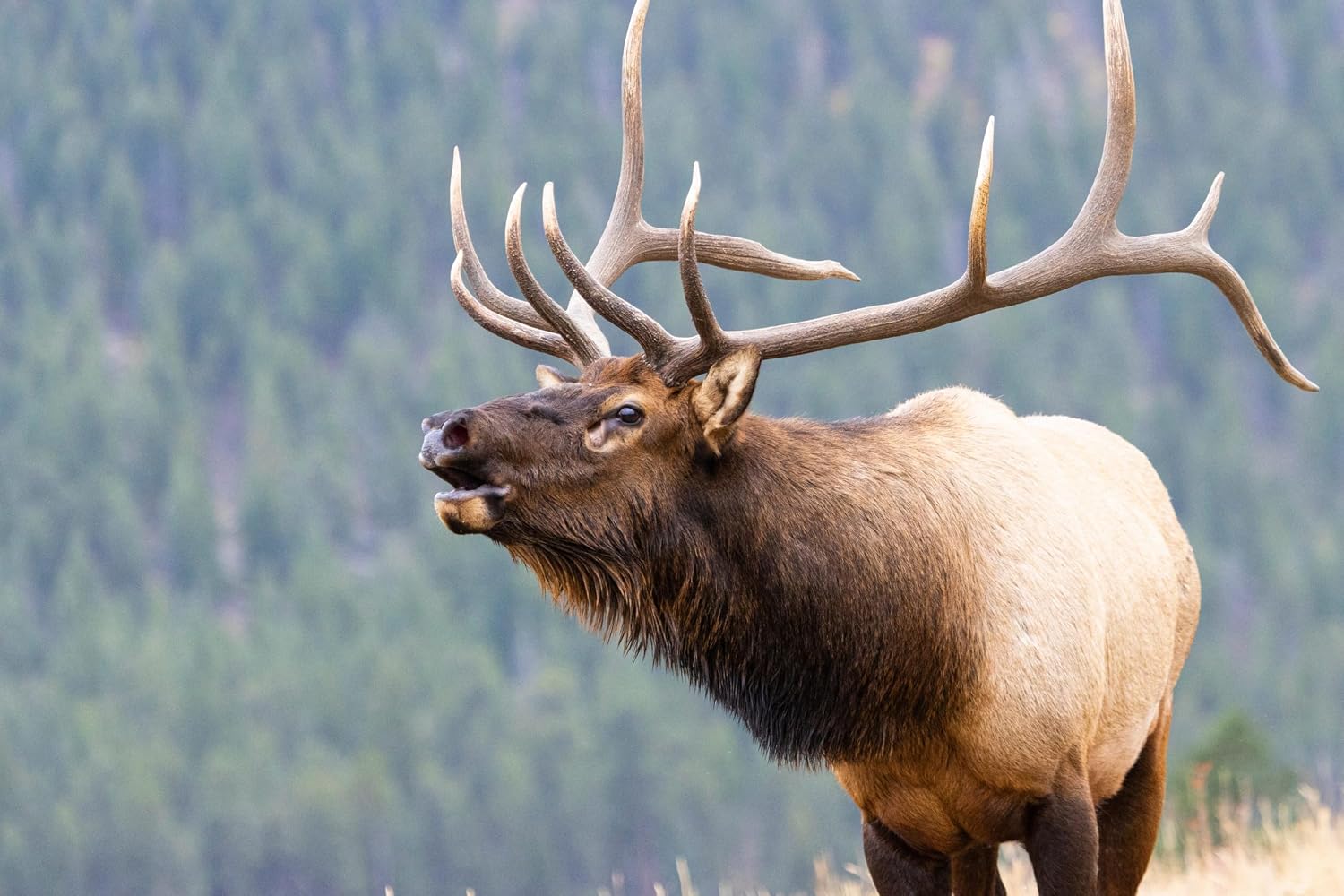 Natural USA sourced antler chew for dental health