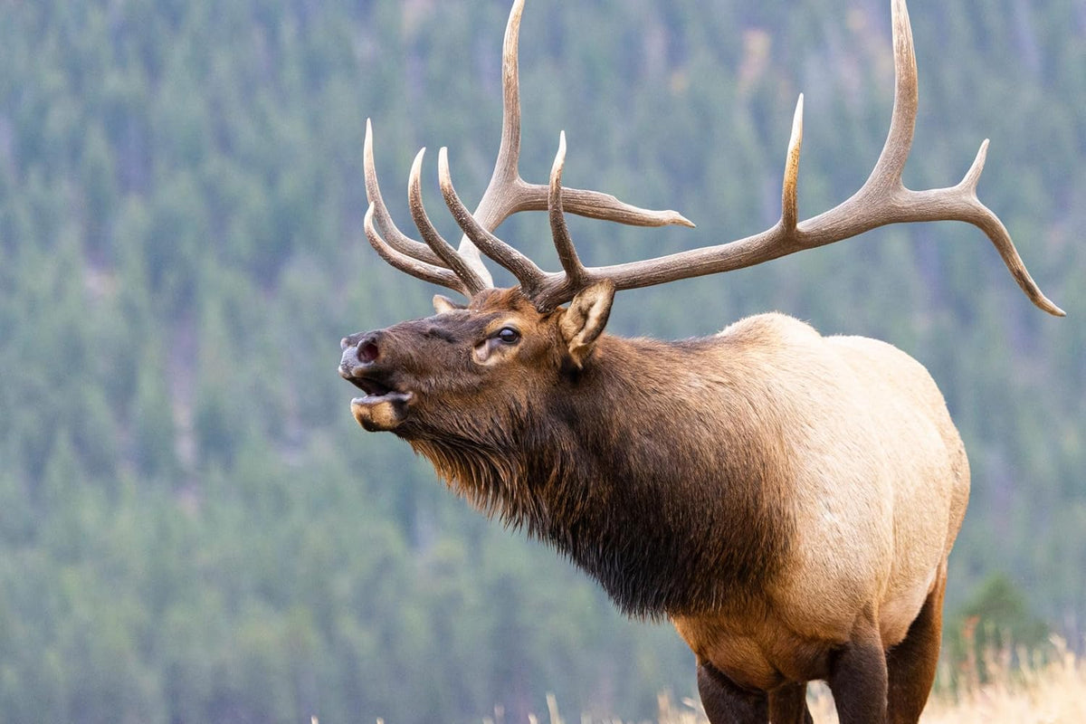 Natural USA sourced antler chew for dental health