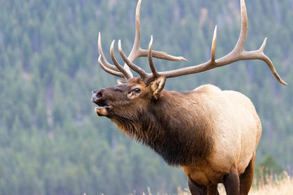Natural USA sourced antler chew for dental health