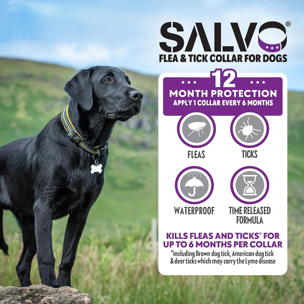 Salvo dog collar triple locking clasp detail