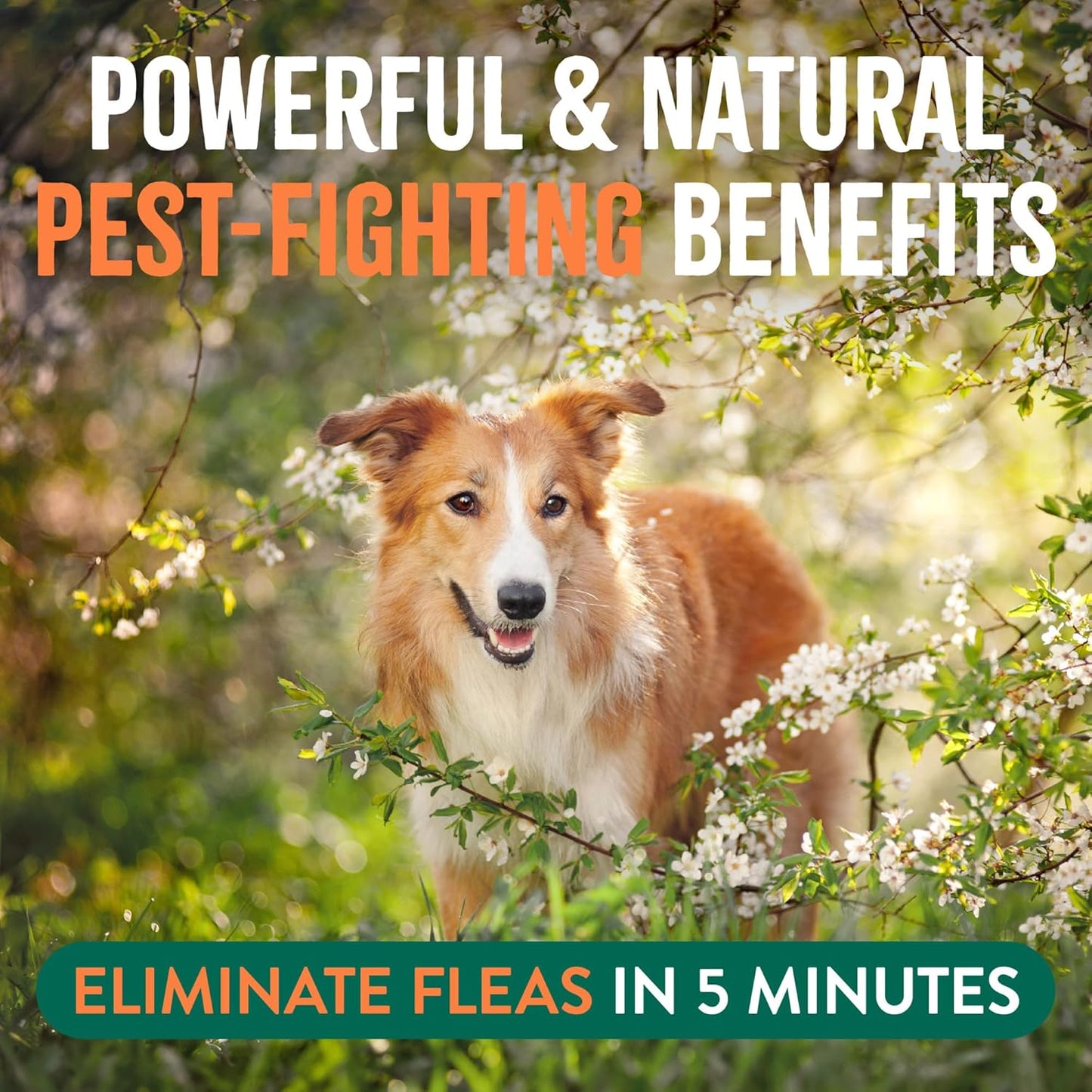 TropiClean Natural Maximum Strength Flea and Tick Spray for Dogs and Home, 32oz - Image 4