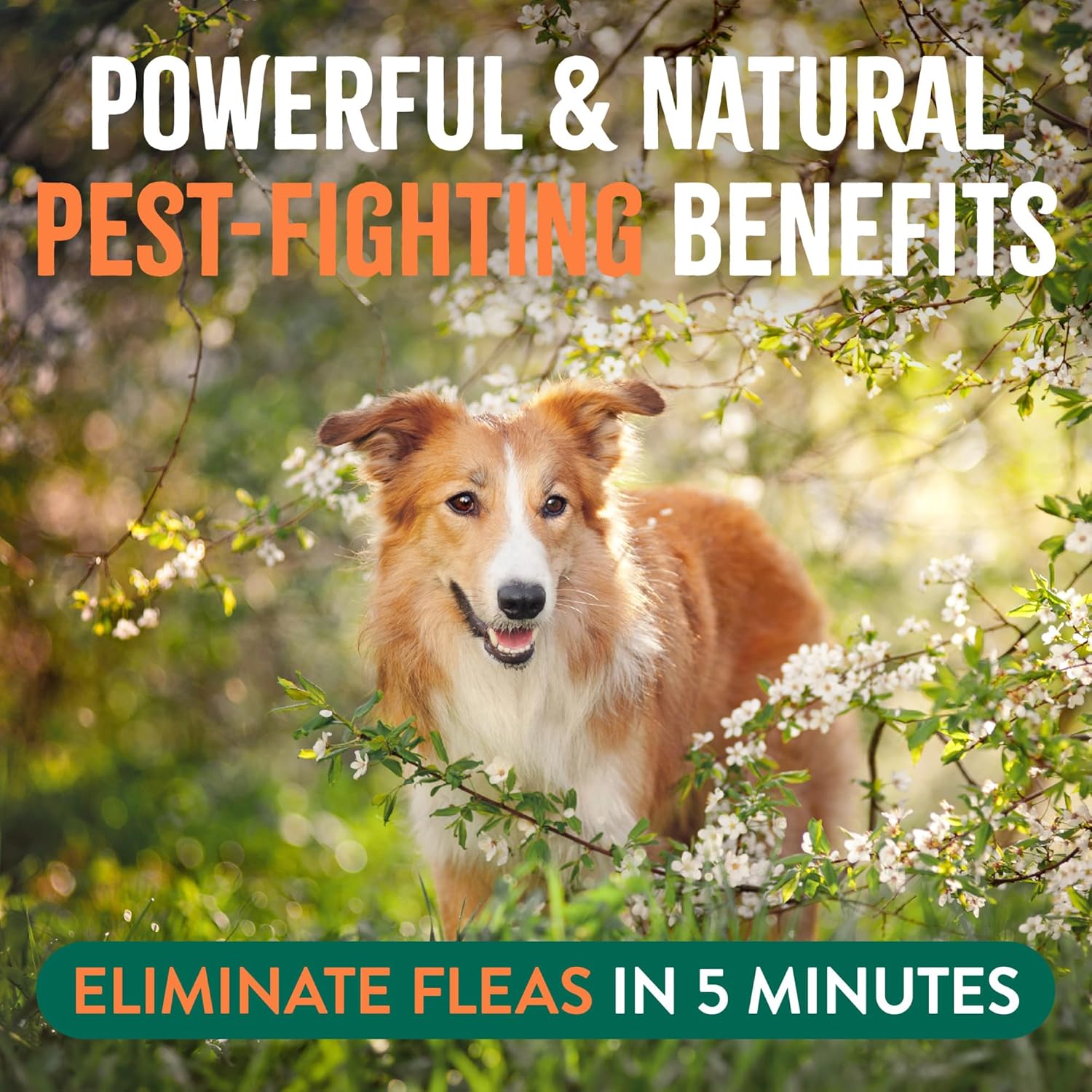 TropiClean Natural Maximum Strength Flea and Tick Spray for Dogs and Home, 32oz - Image 4