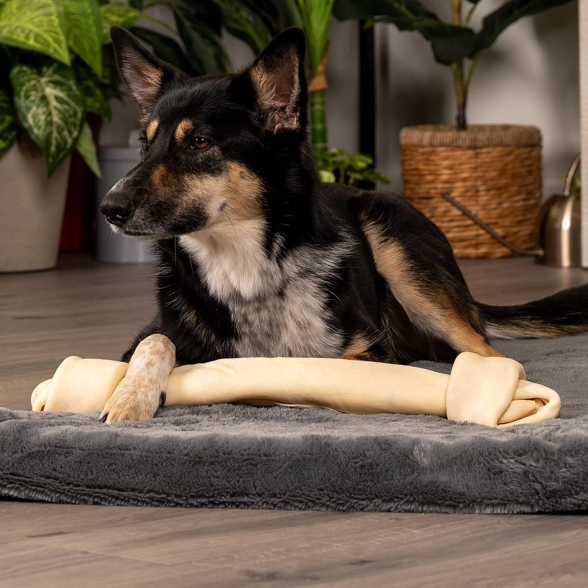 Premium natural rawhide dog chew treat highlighting the thick texture