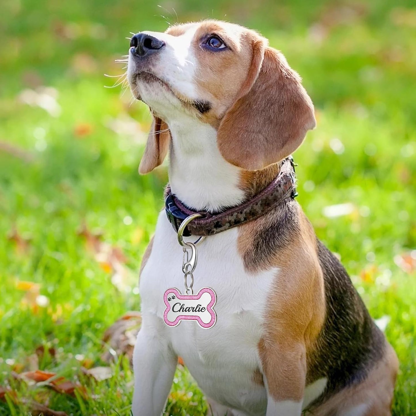 Premium imported stainless steel pet safe identification tag for small breeds