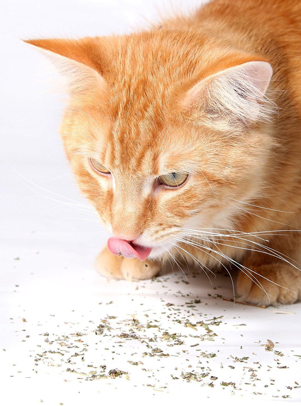 Authentic USA sourced Purple Haze catnip product setup