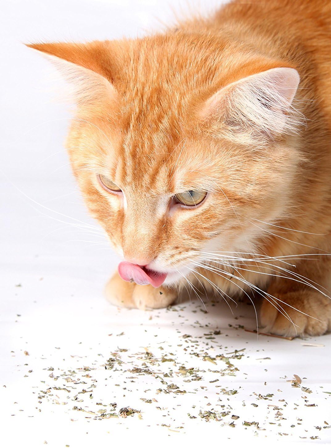 Authentic USA sourced Purple Haze catnip product setup