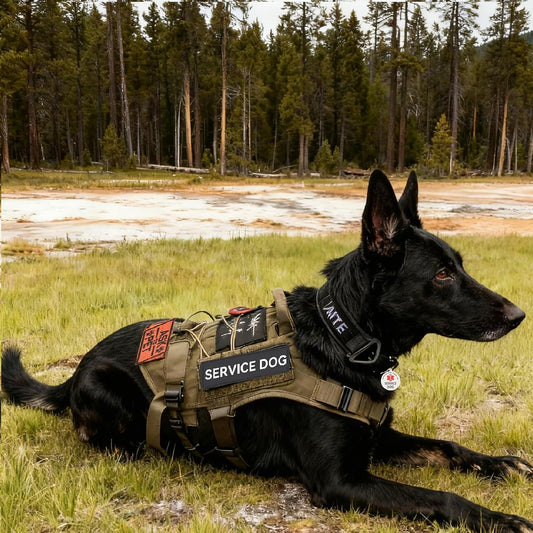 Two pieces of medium black service dog identification tags on a white background.