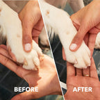 Dremel PawControl kit contents including nine sanding accessories and device