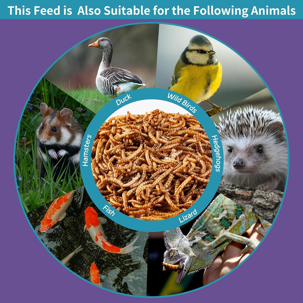 2LB Dried Mealworms for Chickens - 52% Protein for Growth - Image 8