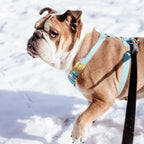 Side view of the jingle free personalized pet tag highlighting its slim profile
