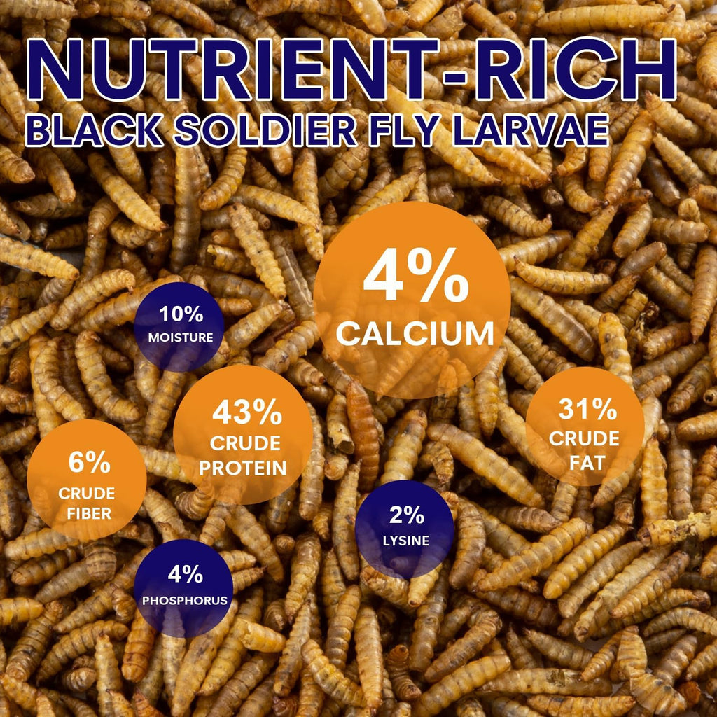 Close up of high protein dried black soldier fly larvae for chickens