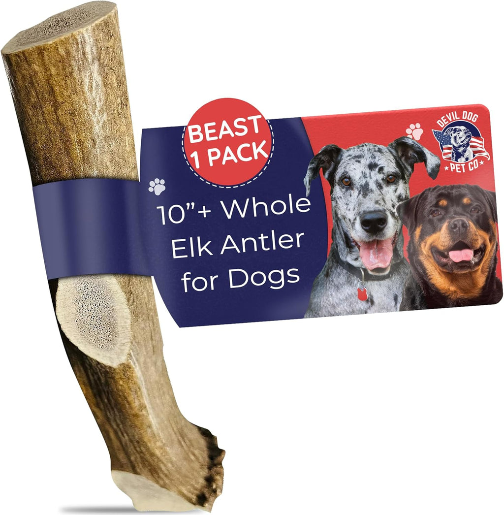 Devil Dog Pet Co. Elk Antlers for Dogs, Natural Dog Chew for Aggressive Chewers - Long Lasting and Odor Free - USA Sourced - Cleaner Teeth, Anxiety & Boredom Relief - Whole Medium 5"+ - Antler Bone - Image 13