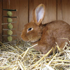 Chinchilla and hamster cage enrichment toys designed for natural teeth wearing.