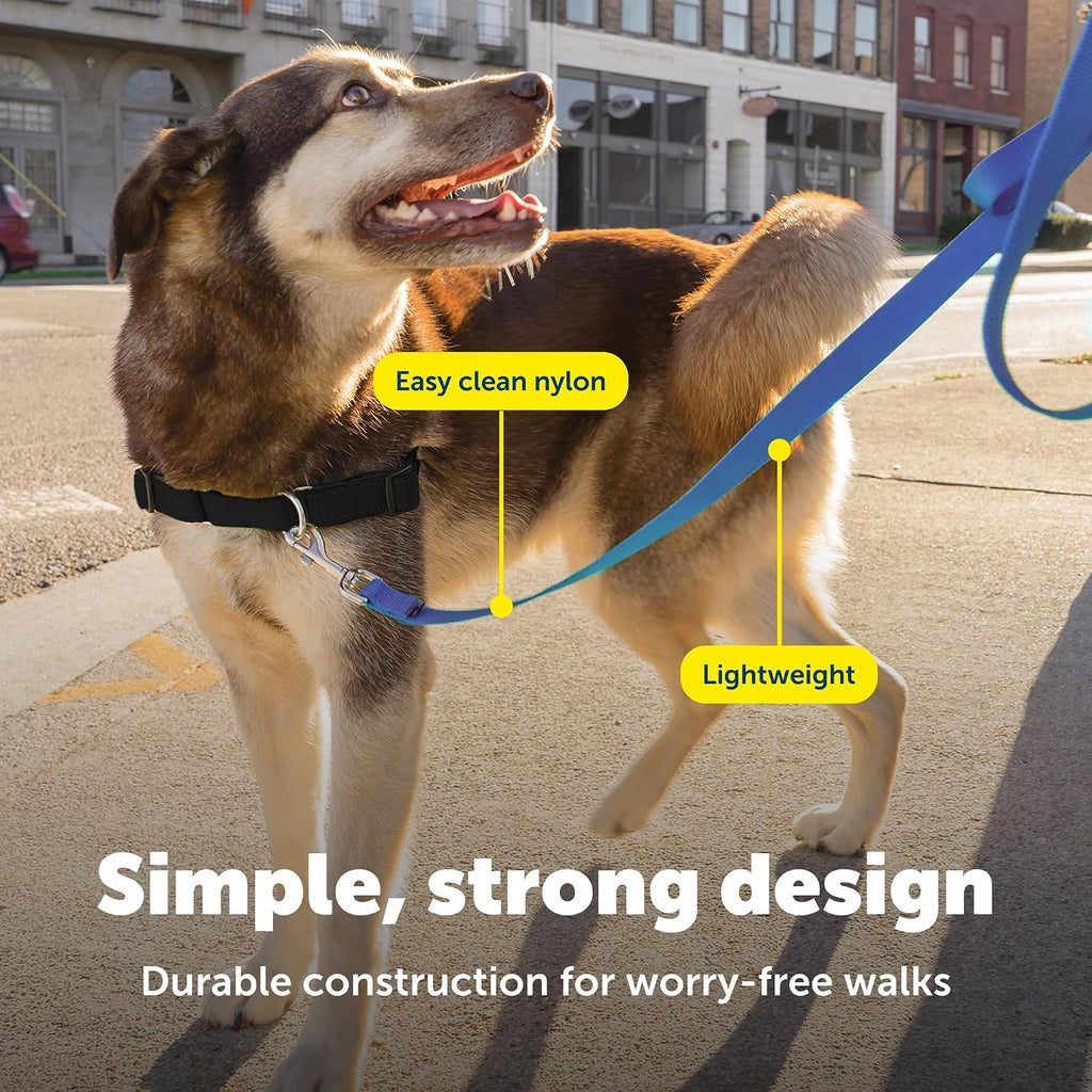 PetSafe royal blue walking lead handle detail