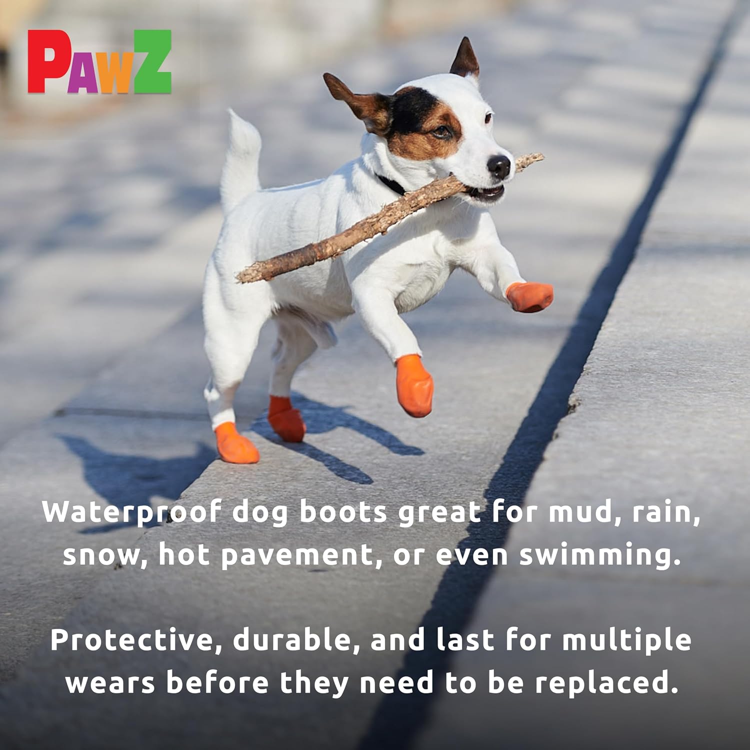 Small dog wearing Pawz protective rubber boots