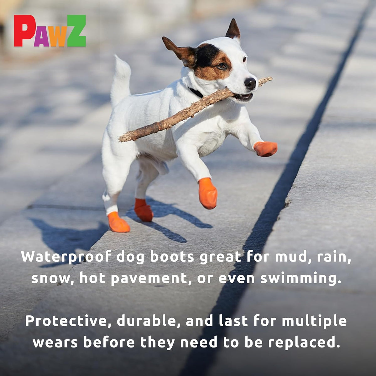 Small dog wearing Pawz protective rubber boots